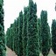 Taxus baccata Fastigiata Robusta に対する画像結果