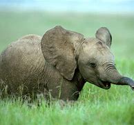 Image result for Adorable Baby Elephants