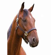 Image result for Horse Head Transparent Logo