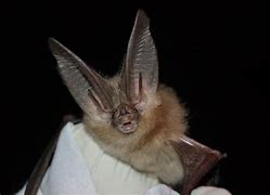 Image result for Largest Bat