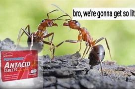 Image result for Ant Carrying a Bag Meme