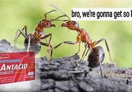 Image result for It's for Ants Meme