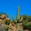 Image result for Desert Landscaping with Cactus