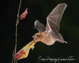 Image result for Philippine Nectar Bat