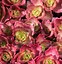 Image result for Sedum (L) spurium Fuldaglut