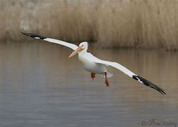 Image result for Flying Great American White Pelican