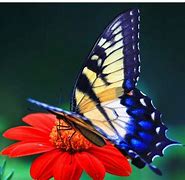 Image result for Cute Butterfly Wallpapers