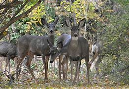 Image result for A Herd of Deer in the Forest