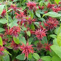 Image result for Monarda Cambridge Scarlet