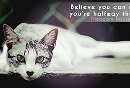 Image result for Motivational Cat