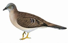 Image result for Uropelia Columbidae