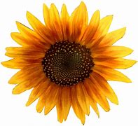 Sunflower PNG 的图像结果