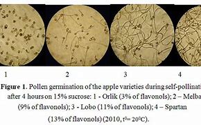 Image result for Apple Pollen Allergy