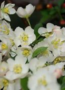 Image result for Malus toringo Tina