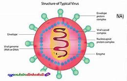 Image result for Struktur Virus Dan Fungsinya