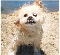 Image result for Ugly Funny Dog Pics