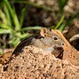 Image result for 4 Striped Grass Mice