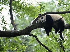 Image result for Giant Panda Bear Habitat