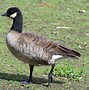 Image result for Branta hutchinsii