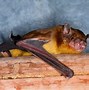 Image result for African Yellow Bat