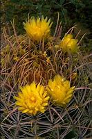 Image result for Blooming Barrel Cactus