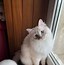 Image result for Ragdoll Cat Colors
