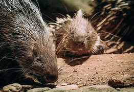 Image result for Porcupine Habitat