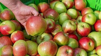Image result for Apple Eat Everyday