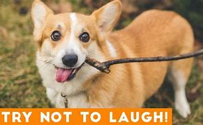 Image result for Funny Pet Videos Dogs