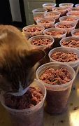 Image result for Raw Cat Food