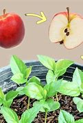 Image result for Baby Red Apple Plant