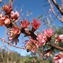 Image result for What Is a Death Apple Tree