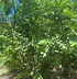 Image result for Red Guava Tree