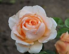 Image result for Rosa ambridge rose