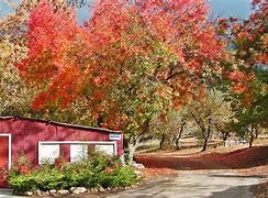 Image result for Apple Hill Orchard Mansfield Ohio