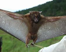 Image result for Fruit Bat Eating Mango