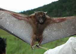 Image result for Fruit Bat Eating Banana