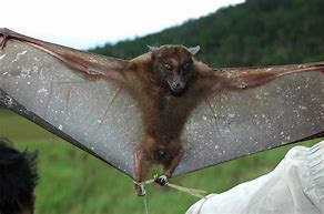 Image result for Harpy Fruit Bat