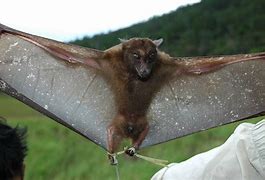 Image result for Giant Fruit Bat Scary