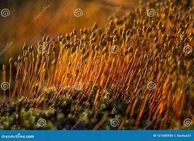 Image result for Swamp Moss