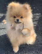 Image result for A Cute Fluffy Dog