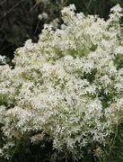 Image result for Clematis flammula