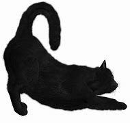 Image result for Cute Beautiful Black Cats