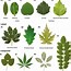 Image result for Identification Shapes for Toddlers