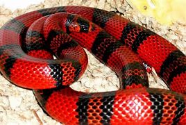 Image result for Eastern Green Mamba Snake