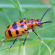 Image result for "asparagus-beetle"