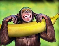 Image result for Monkey Birthday Meme