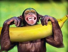 Image result for Monkey Funny Meme Faces