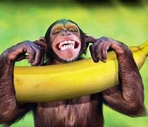 Image result for Monkey with Banana Meme