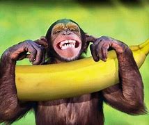 Image result for Funny Monkey Banana Meme